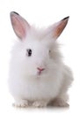 Portrait of a little rabbit Royalty Free Stock Photo