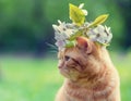 Little red kitten with cherry flowers on the head Royalty Free Stock Photo