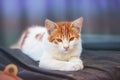 Portrait of a little red white kitten outdoors Royalty Free Stock Photo