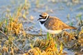 Portrait of a little ringed plover