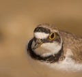 Portrait of A Little Ringed Plover