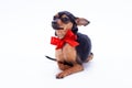 Portrait of little russian toy terrier. Royalty Free Stock Photo