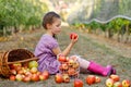 Portrait of little schoool girl in colorful clothes and rubber gum boots with red apples in organic orchard. Adorable Royalty Free Stock Photo