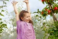 Portrait of little schoool girl in colorful clothes and rubber gum boots with red apples in organic orchard. Adorable Royalty Free Stock Photo