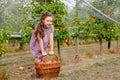 Portrait of little schoool girl in colorful clothes and rubber gum boots with red apples in organic orchard. Adorable Royalty Free Stock Photo