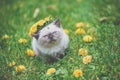 Portrait of a little siamese kitten crowned with the flower wreath Royalty Free Stock Photo