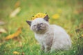 Portrait of a little siamese kitten crowned with the flower wreath Royalty Free Stock Photo