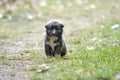 Portrait of little stray puppy. black homeless puppy dog sitting on street. loneliness and trust, care for abandoned Royalty Free Stock Photo