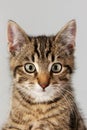 Portrait little striped cat Royalty Free Stock Photo