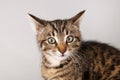 Portrait little striped cat Royalty Free Stock Photo