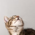 Portrait little striped cat Royalty Free Stock Photo