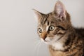 Portrait little striped cat Royalty Free Stock Photo