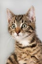 Portrait little striped cat Royalty Free Stock Photo