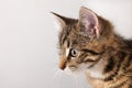 Portrait little striped cat Royalty Free Stock Photo