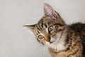 Portrait little striped cat Royalty Free Stock Photo