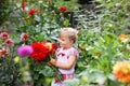 Portrait of little toddler girl admiring bouquet of huge blooming red and pink dahlia flowers. Cute happy child smelling Royalty Free Stock Photo