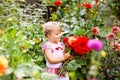 Portrait of little toddler girl admiring bouquet of huge blooming red and pink dahlia flowers. Cute happy child smelling Royalty Free Stock Photo