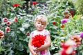 Portrait of little toddler girl admiring bouquet of huge blooming red and pink dahlia flowers. Cute happy child smelling Royalty Free Stock Photo