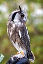 Portrait of a little white faced scops owl Royalty Free Stock Photo