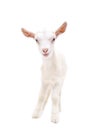 Portrait of a little white goat Royalty Free Stock Photo