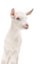 Portrait of a little white goat Royalty Free Stock Photo