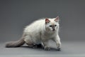 Portrait of a little white kitty on gray background, nice little kitten with big eyes , copy space Royalty Free Stock Photo