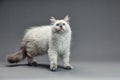 Portrait of a little white kitty on gray background, nice little kitten with big eyes , copy space Royalty Free Stock Photo