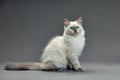 Portrait of a little white kitty on gray background, nice little kitten with big eyes , copy space Royalty Free Stock Photo