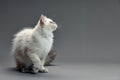 Portrait of a little white kitty on gray background, nice little kitten with big eyes , copy space Royalty Free Stock Photo