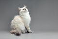 Portrait of a little white kitty on gray background, nice little kitten with big eyes , copy space Royalty Free Stock Photo