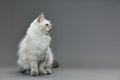 Portrait of a little white kitty on gray background, nice little kitten with big eyes , copy space Royalty Free Stock Photo