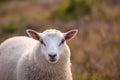 Portrait of a little white sheep standing on sustainable ecological farmland in Denmark, countryside. One white lamb