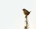 Portrait of a little wren