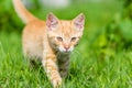 Portrait of little young red kitten walk thru grass. Royalty Free Stock Photo