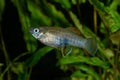 Portrait of livebearer fish (Brachyrhaphis roseni) in aquarium Royalty Free Stock Photo