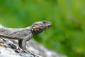 lizard Royalty Free Stock Photo