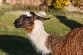 A llama, Cusco, Peru Royalty Free Stock Photo