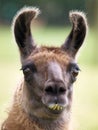 Portrait of a Llama Royalty Free Stock Photo