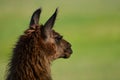 Portrait of a llama guarding sheep