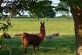 Portrait of a llama guarding sheep