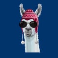 Portrait of llama in a hat Royalty Free Stock Photo