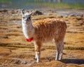 Portrait of a llama looking at the camera, Bolivia, South America Royalty Free Stock Photo