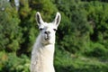 Portrait of a Llama Royalty Free Stock Photo