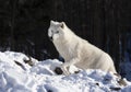 An Portrait of a lone Arctic wolf standing on a rocky cliff looking over his territory in winter in Canada