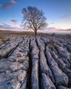 Portrait of Lone Ash Tree in Limestone Pavement