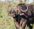 Portrait of a lone male buffalo with a drag on its muzzle