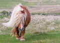 A portrait of a lone Shetland Pony on a Scottish Moor on the She Royalty Free Stock Photo