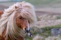 A portrait of a lone Shetland Pony on a Scottish Moor on the She Royalty Free Stock Photo