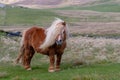 A portrait of a lone Shetland Pony on a Scottish Moor on the She