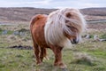 A portrait of a lone Shetland Pony on a Scottish Moor Royalty Free Stock Photo